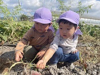 お芋ほり①