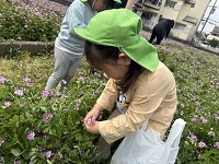 れんげ畑②