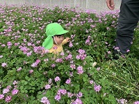 れんげ畑①