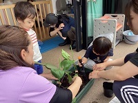 なすの苗植え