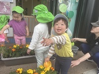 マリーゴールド植え①