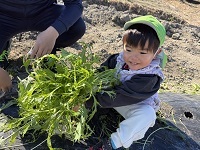 水菜採り②