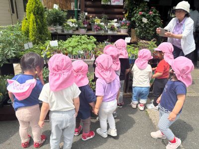 トマトの苗植え① 