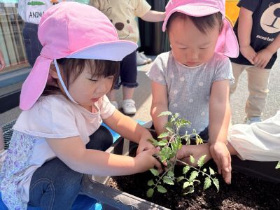 トマトの苗植え②